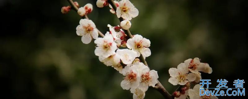 梅花的精神是指什么（梅花的精神是指什么意思）